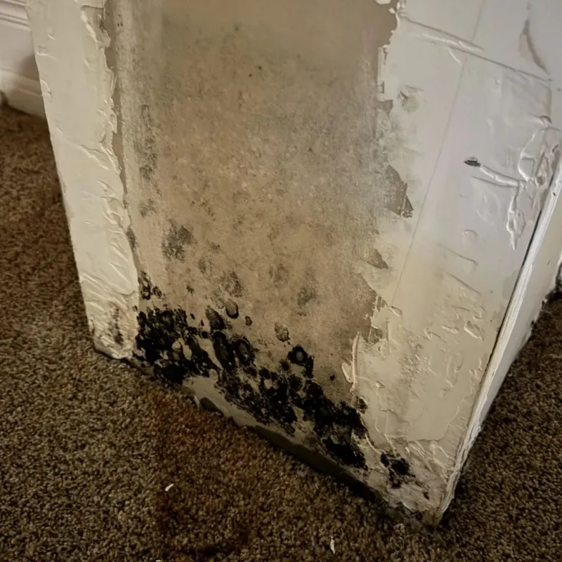 Professional Mold Removal in Closter, NJ